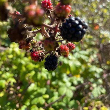 Villa Refugio Dourado *