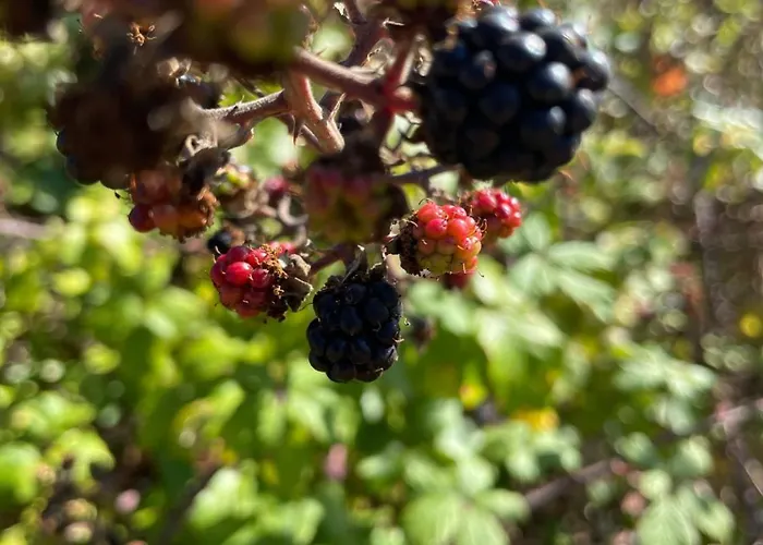 Villa Refugio Dourado *